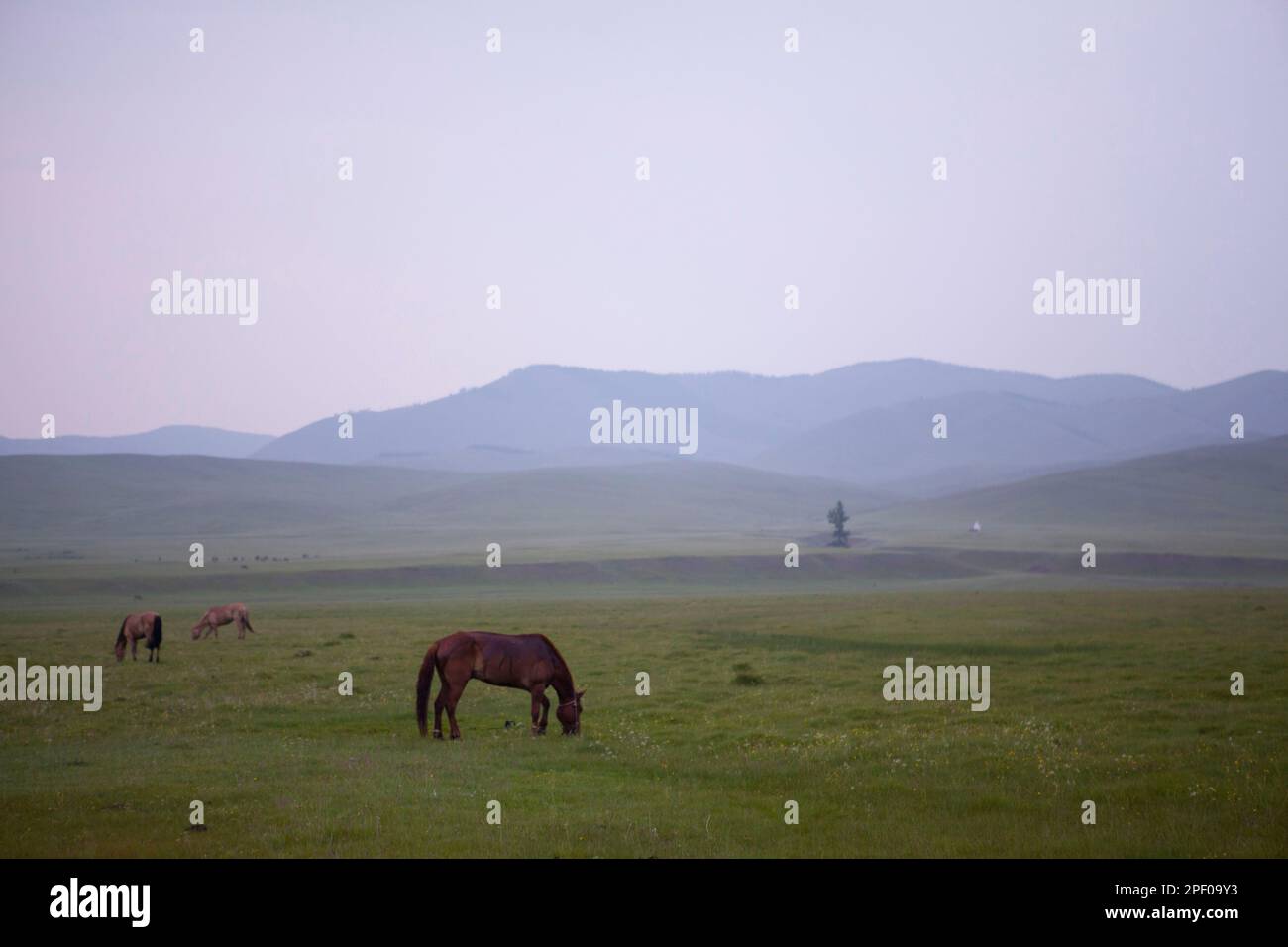 Horses grazing in the Mongolian countryside Stock Photo - Alamy