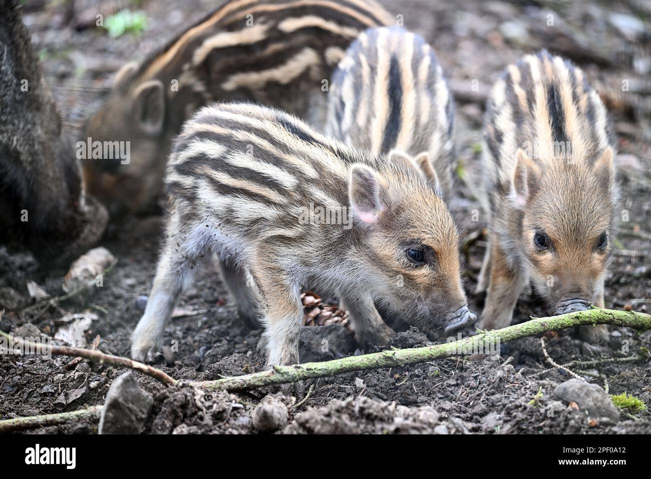 Ravensburg, Germany. 16th Mar, 2023. Four striped freshlings run with the sow through the game enclosure above Ravensburg. The animals were born a few days ago. Young wild boars are suckled for about four months and keep their stripes for that long. Credit: Felix Kästle/dpa/Alamy Live News Stock Photo