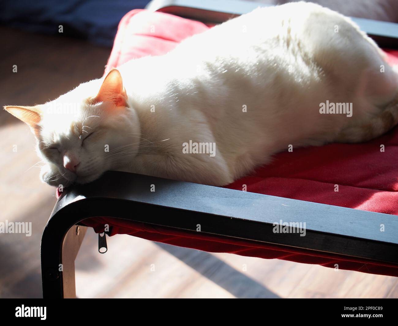 Mitzie the flamepoint Siamese Stock Photo
