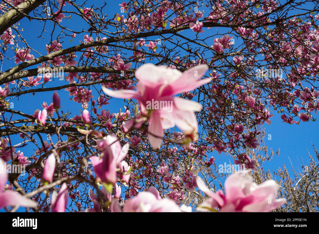 Magnolia tree  liliiflora  Lily Magnolia  Spring Istanbul Stock Photo