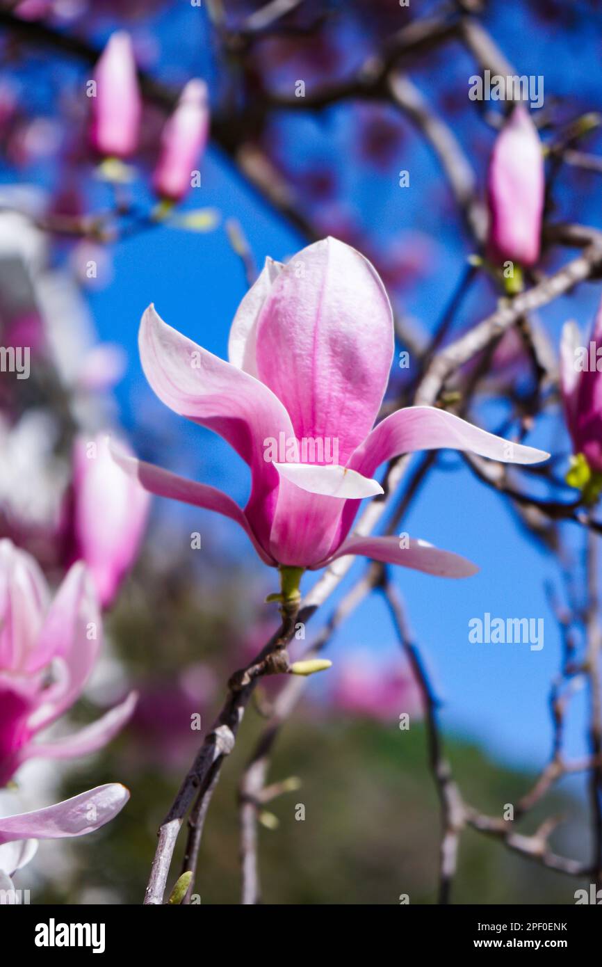 Magnolia tree liliiflora Lily Magnolia Spring Istanbul Stock Photo