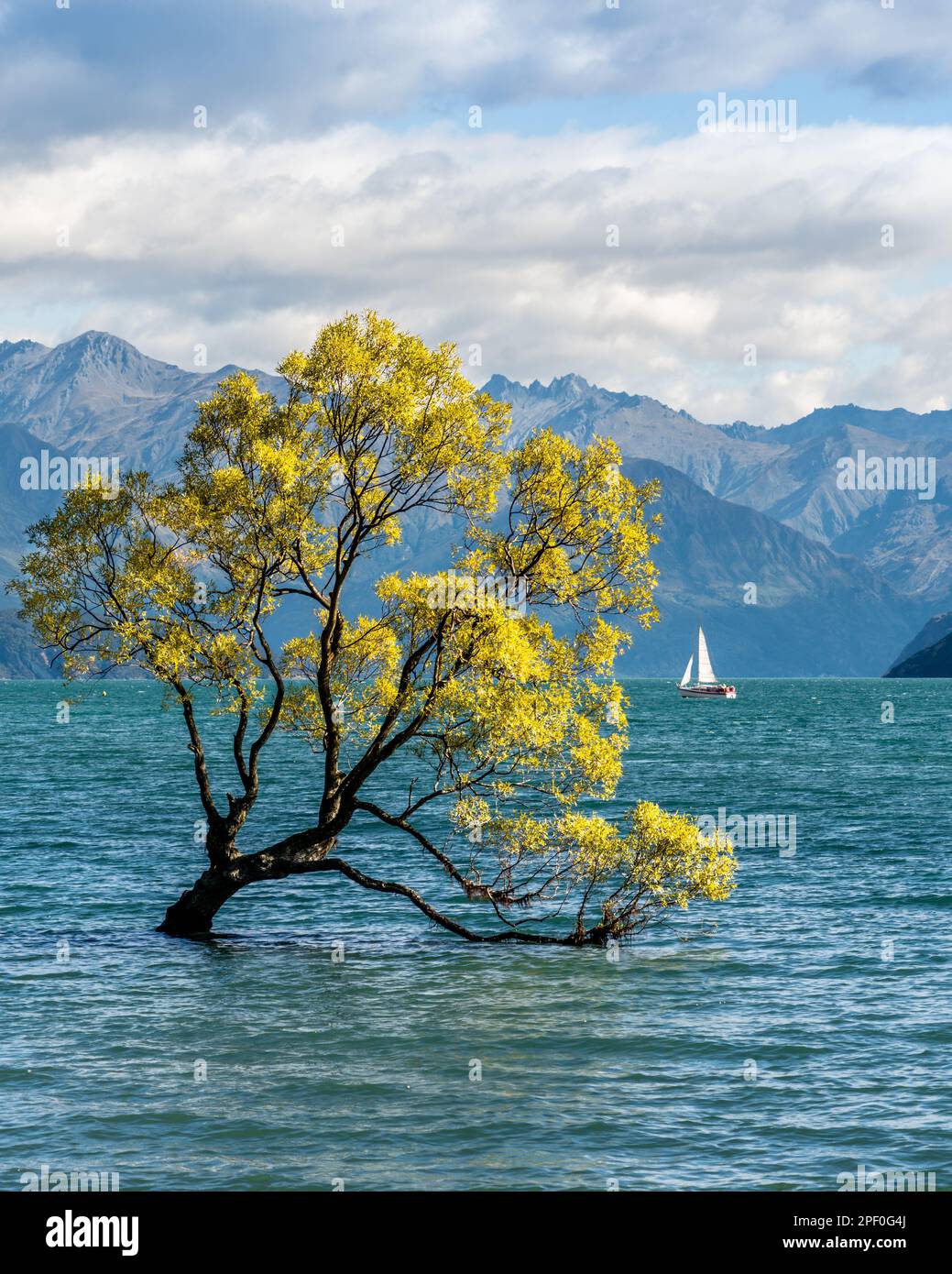 New Zealand's Famous Wanaka Tree surrounded by Water during Summer. Hope. Stock Photo