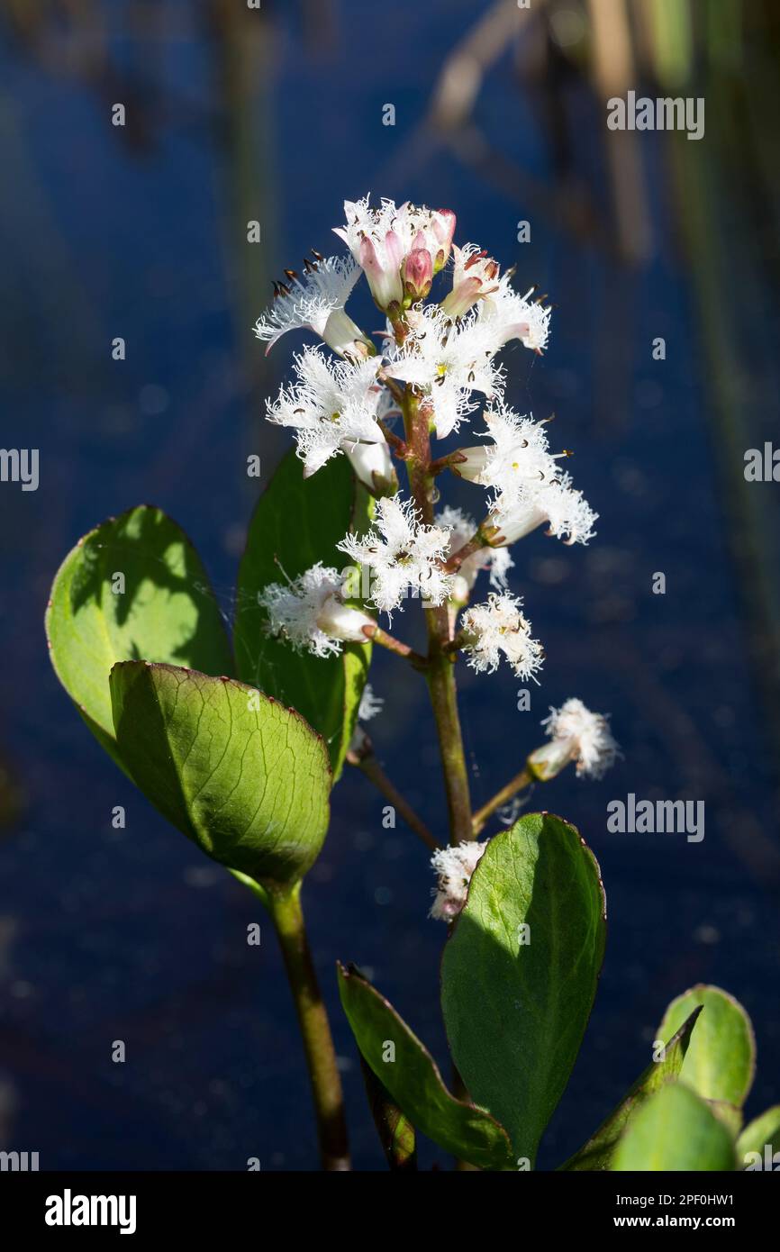 Fieberklee, FieberKlee, Bitterklee, Menyanthes trifoliata, Bogbean