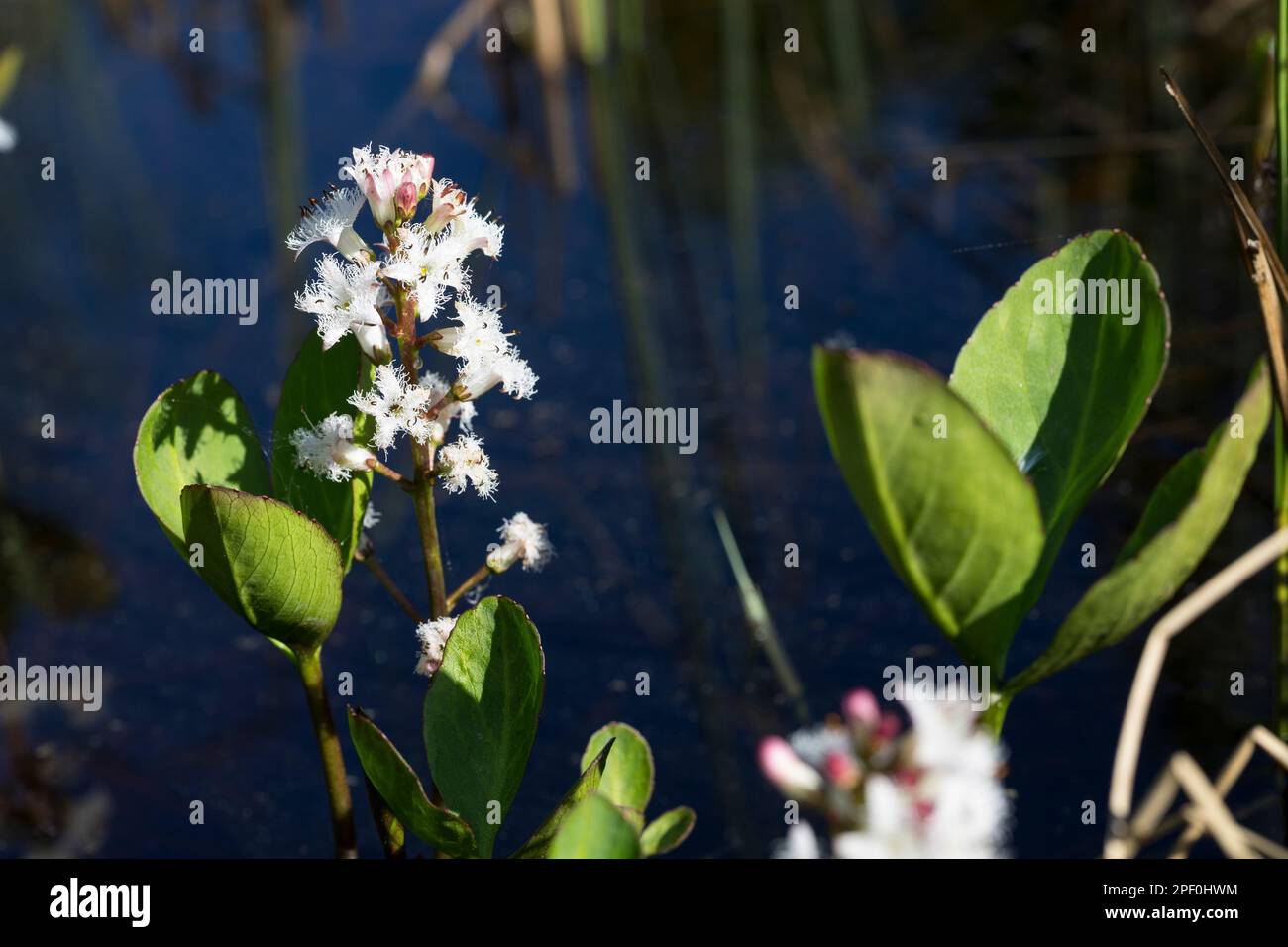 Fieberklee, FieberKlee, Bitterklee, Menyanthes trifoliata, Bogbean