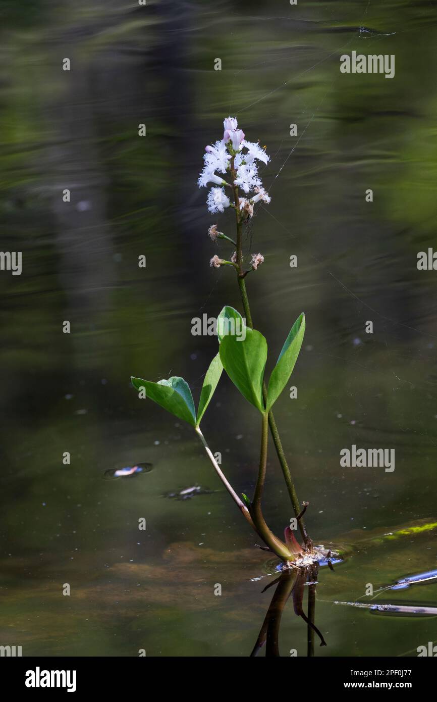 Fieberklee, FieberKlee, Bitterklee, Menyanthes trifoliata, Bogbean