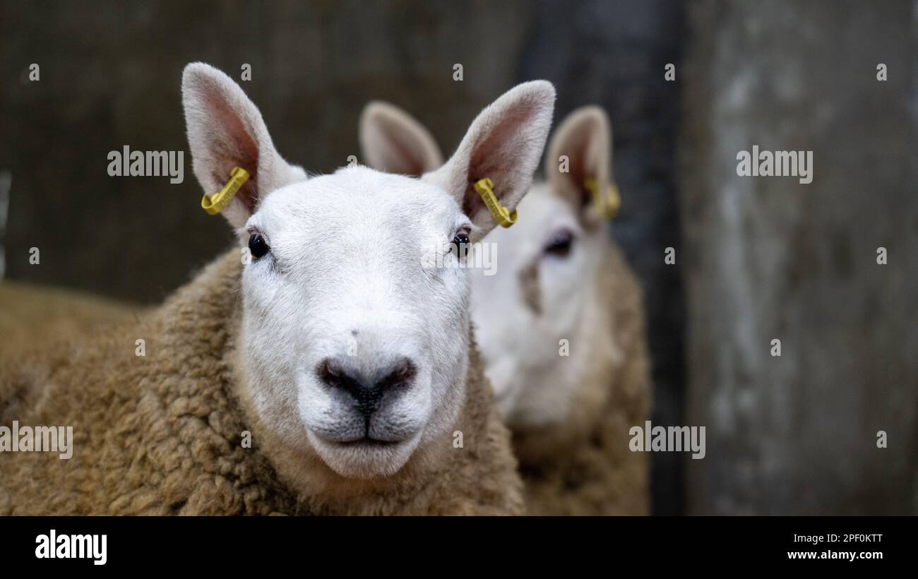 North Country Cheviot female sale at Lockerbie auction mart, January