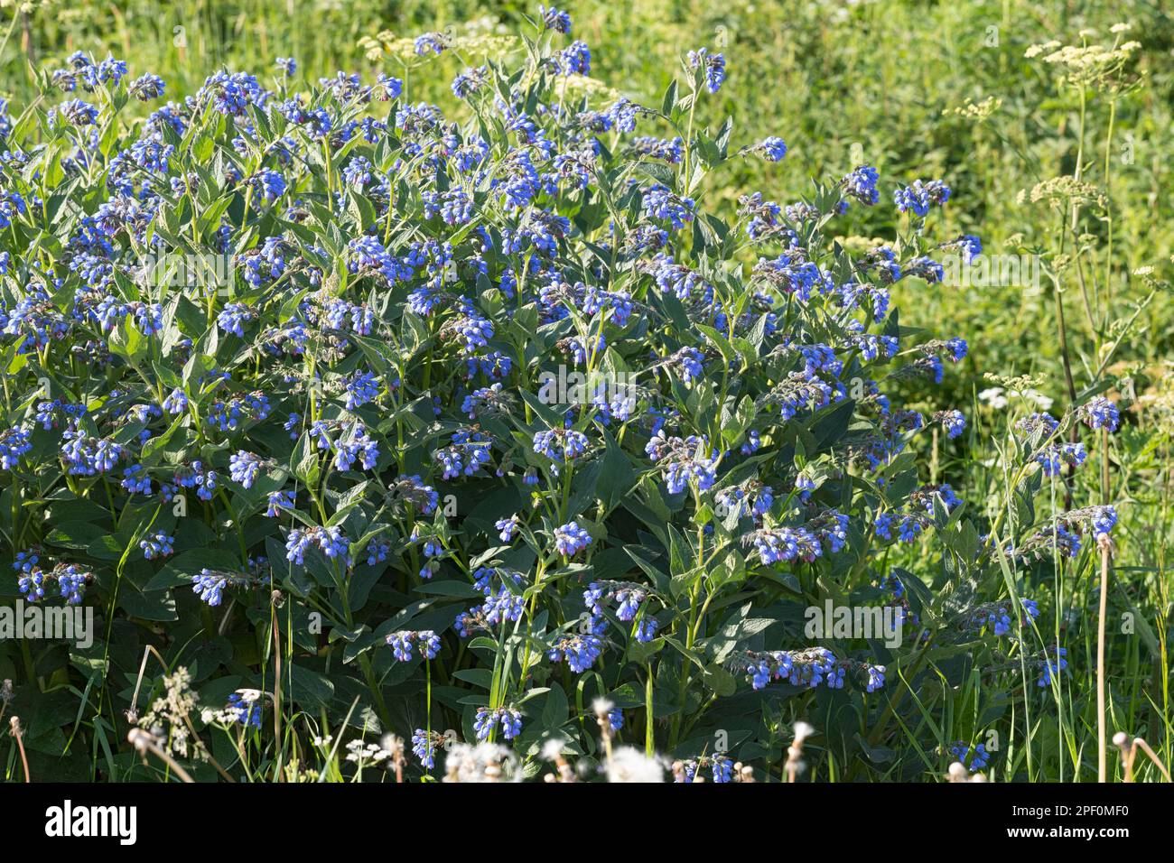 Kaukasus-Beinwell, Kaukasischer Beinwell, Symphytum caucasicum, Caucasian Comfrey Stock Photo