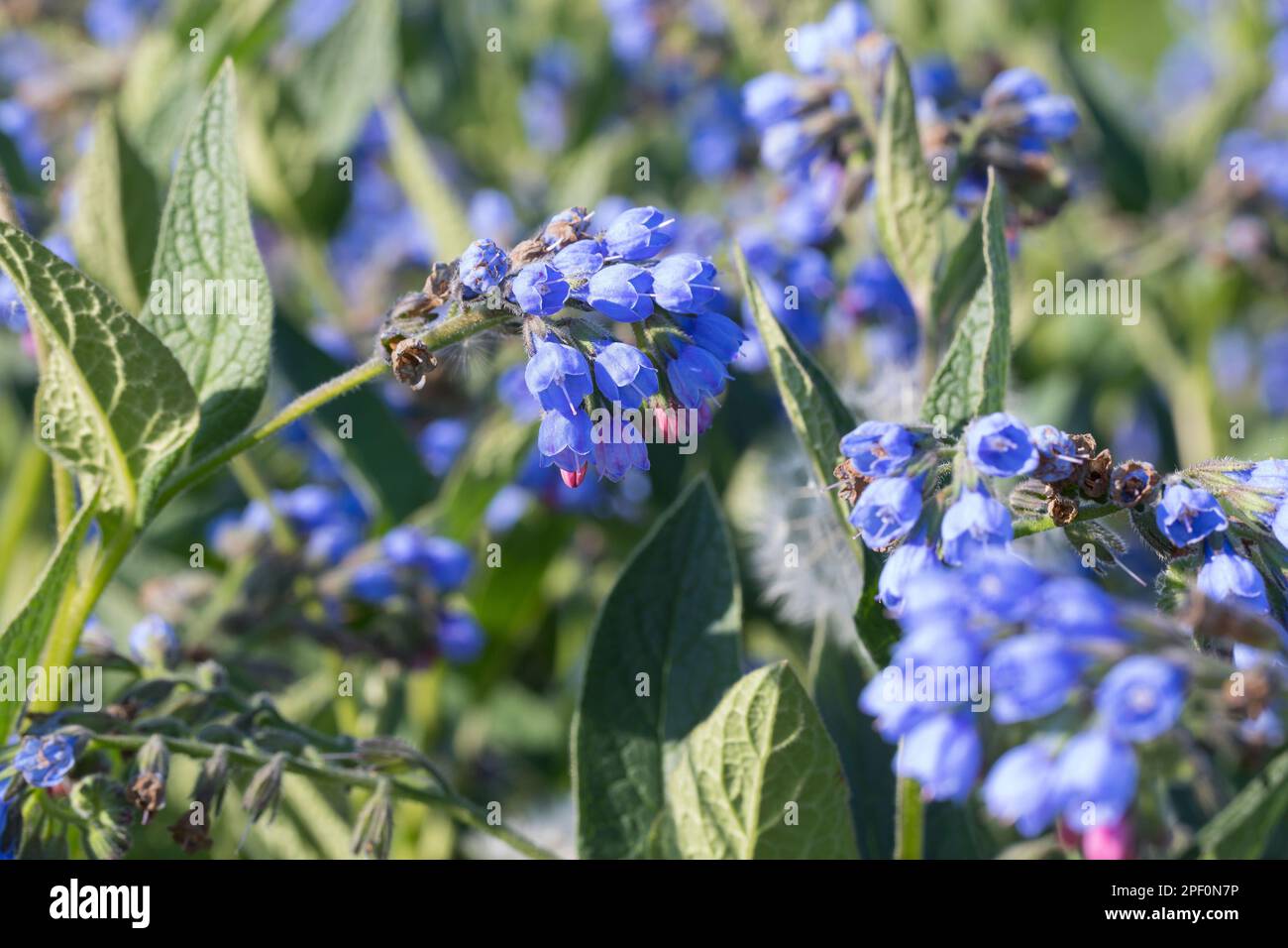 Kaukasus-Beinwell, Kaukasischer Beinwell, Symphytum caucasicum, Caucasian Comfrey Stock Photo