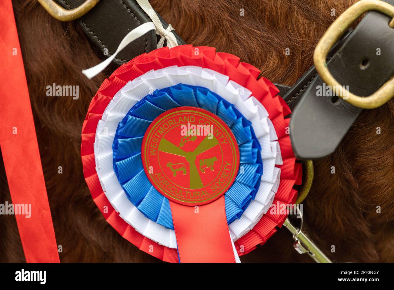Cattle ring uk 2021 hi-res stock photography and images - Alamy