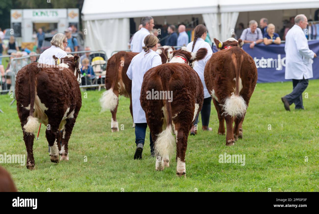 Cattle ring uk 2021 hi-res stock photography and images - Alamy
