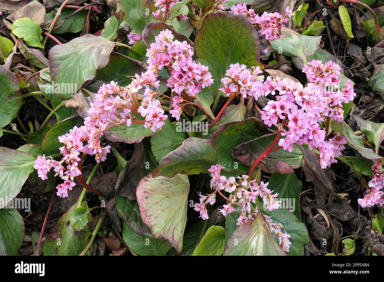 Close up of the late winter and early spring flowers of the evergreen Bergenia cordioflia. Stock Photo