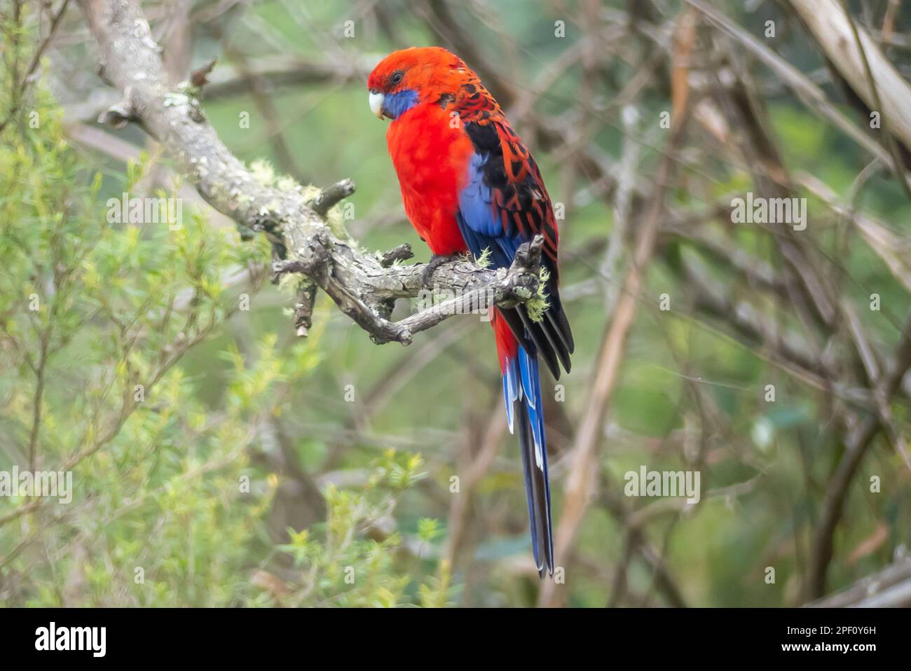 Red and blue parakeet Stock Photo