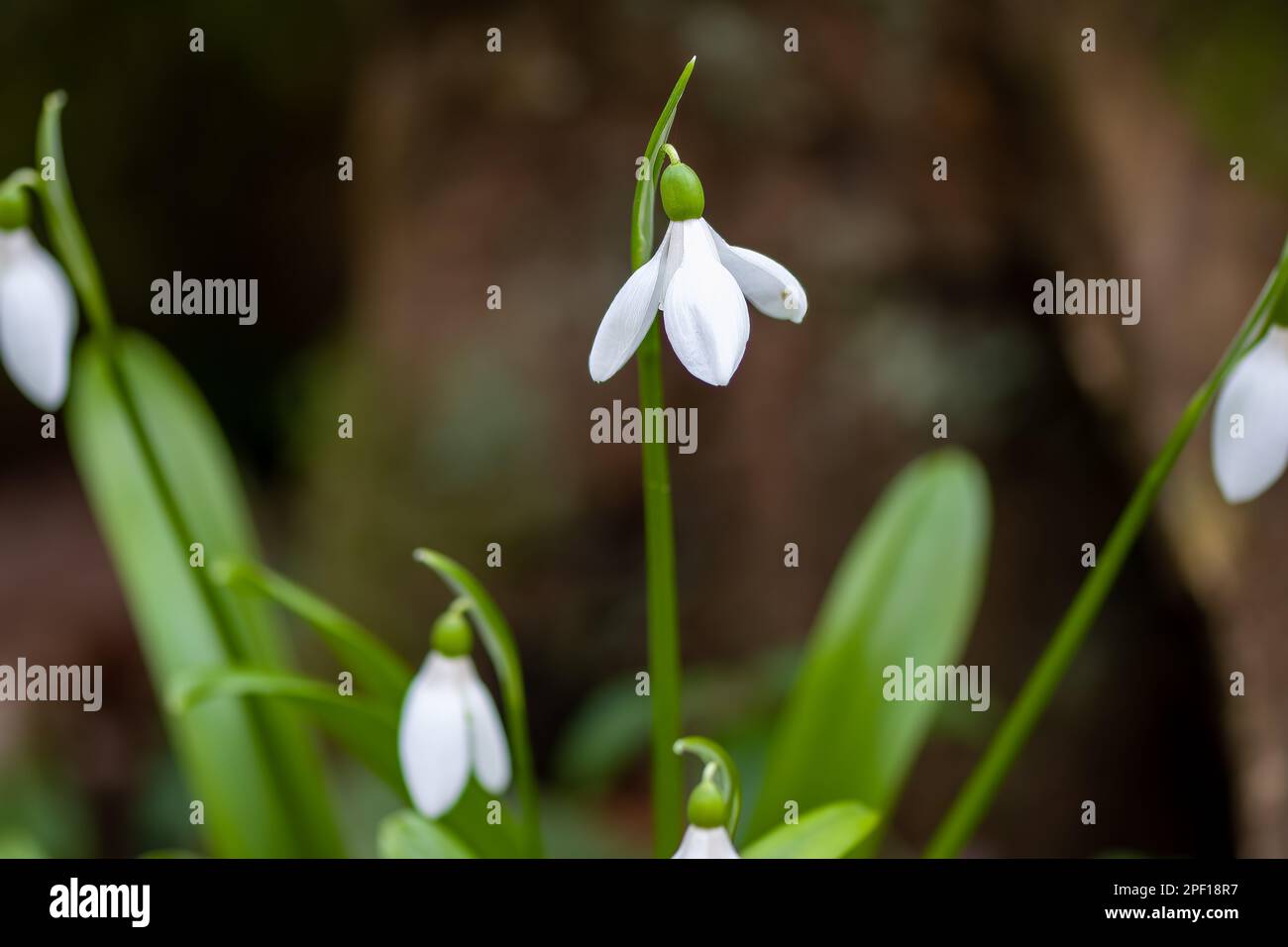 White bell shaped flowers of Snowdrops Galanthus nivalis Stock Photo
