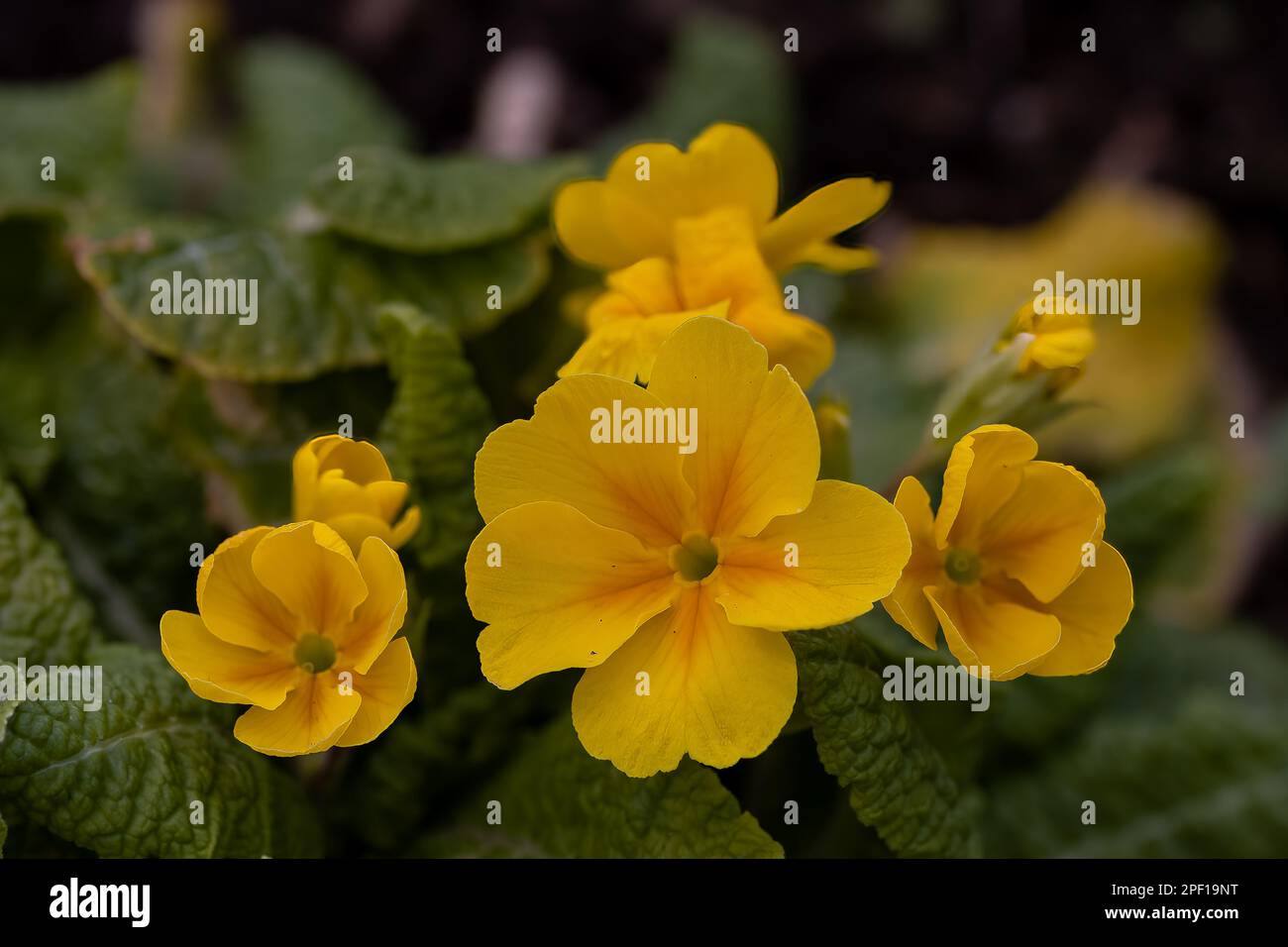 pretty yellow primroses in the spring Stock Photo