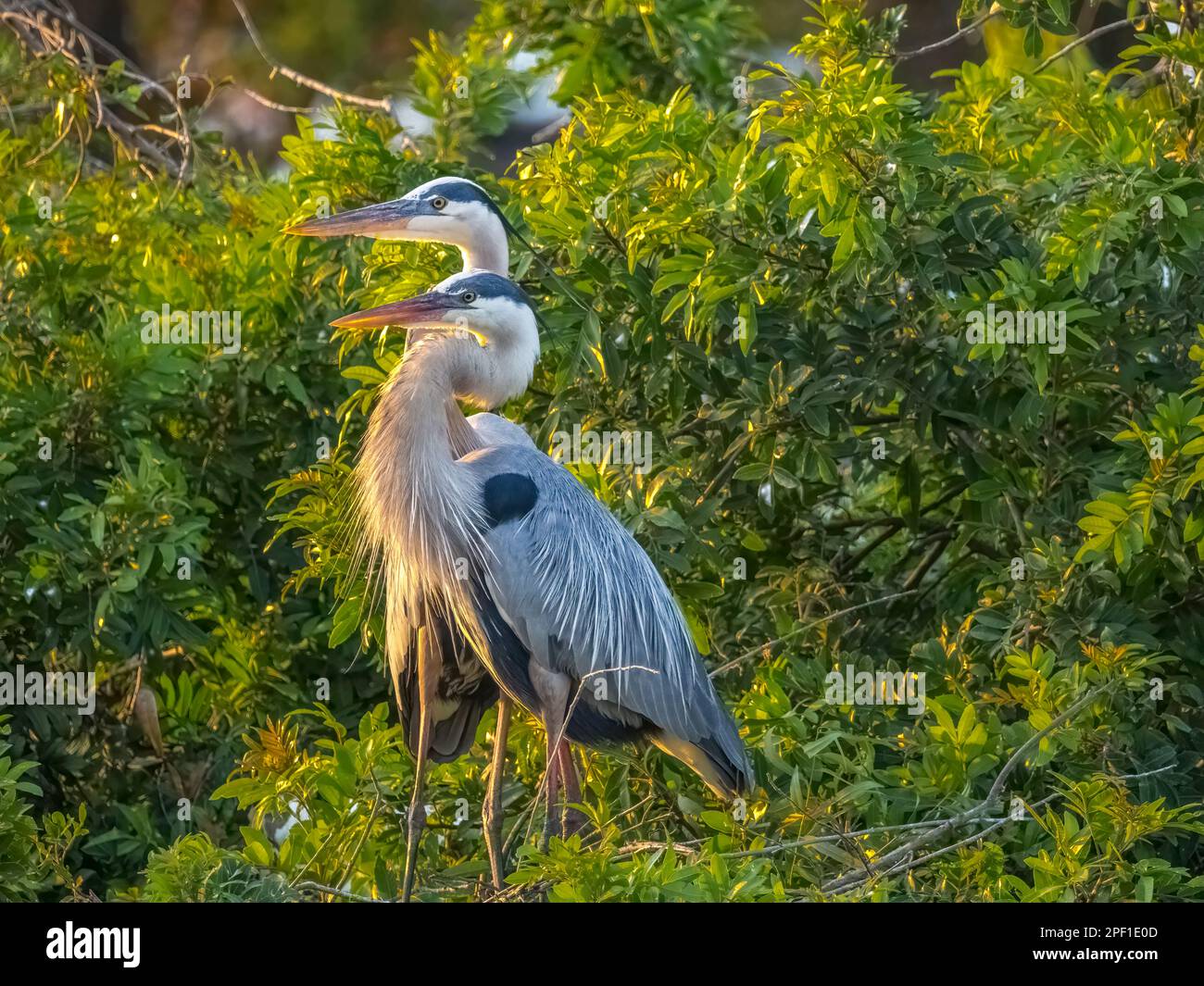 Pair of Great Blue Herons at the Venice Audubon Rookery in Venice ...