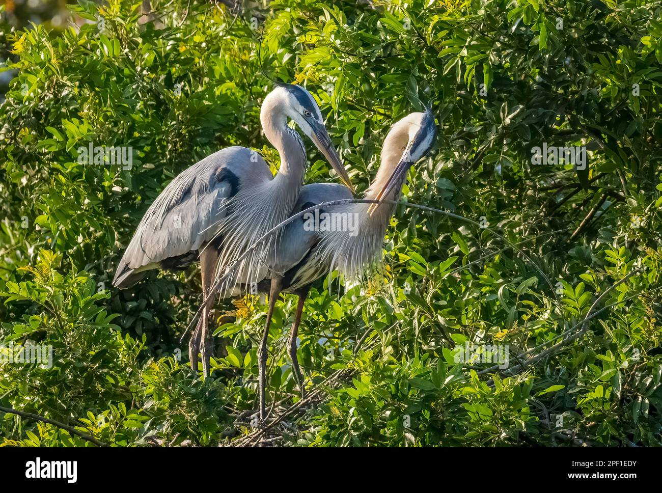 Pair of Great Blue Herons with a twig for nest building at the Venice