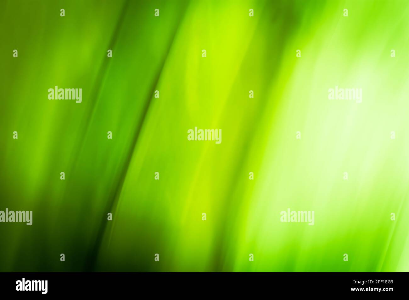 Abstraction of light through spring grass leaves, green blurred background banner, waves and gradient. Backdrop Stock Photo