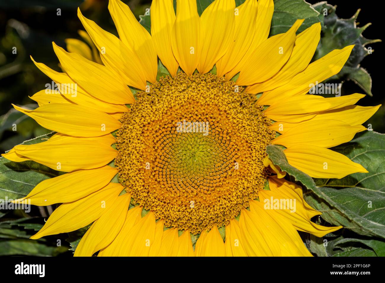Close up young sunflower stem hi-res stock photography and images - Alamy