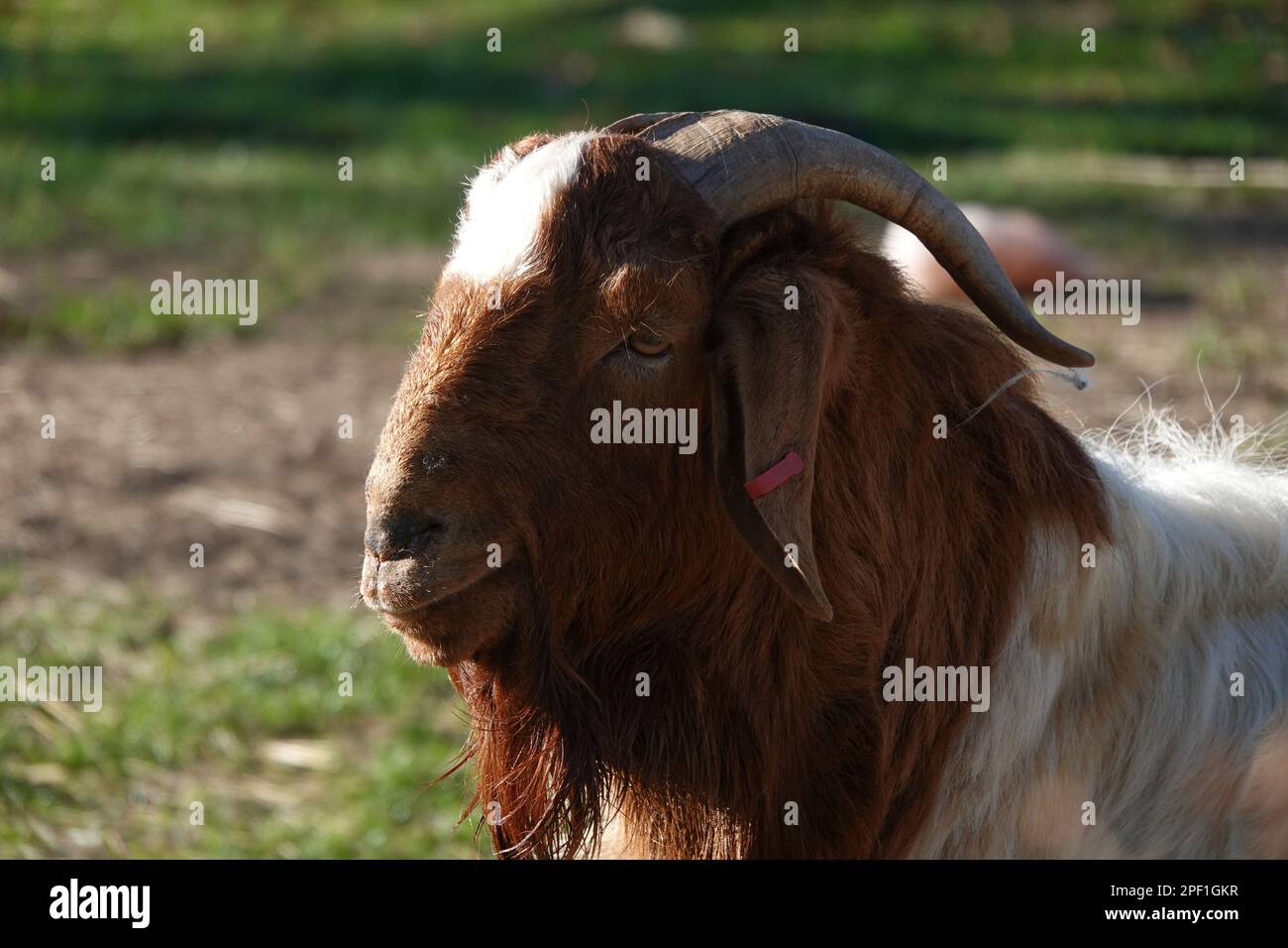 A billy Boer goat or Boerbok goat Stock Photo