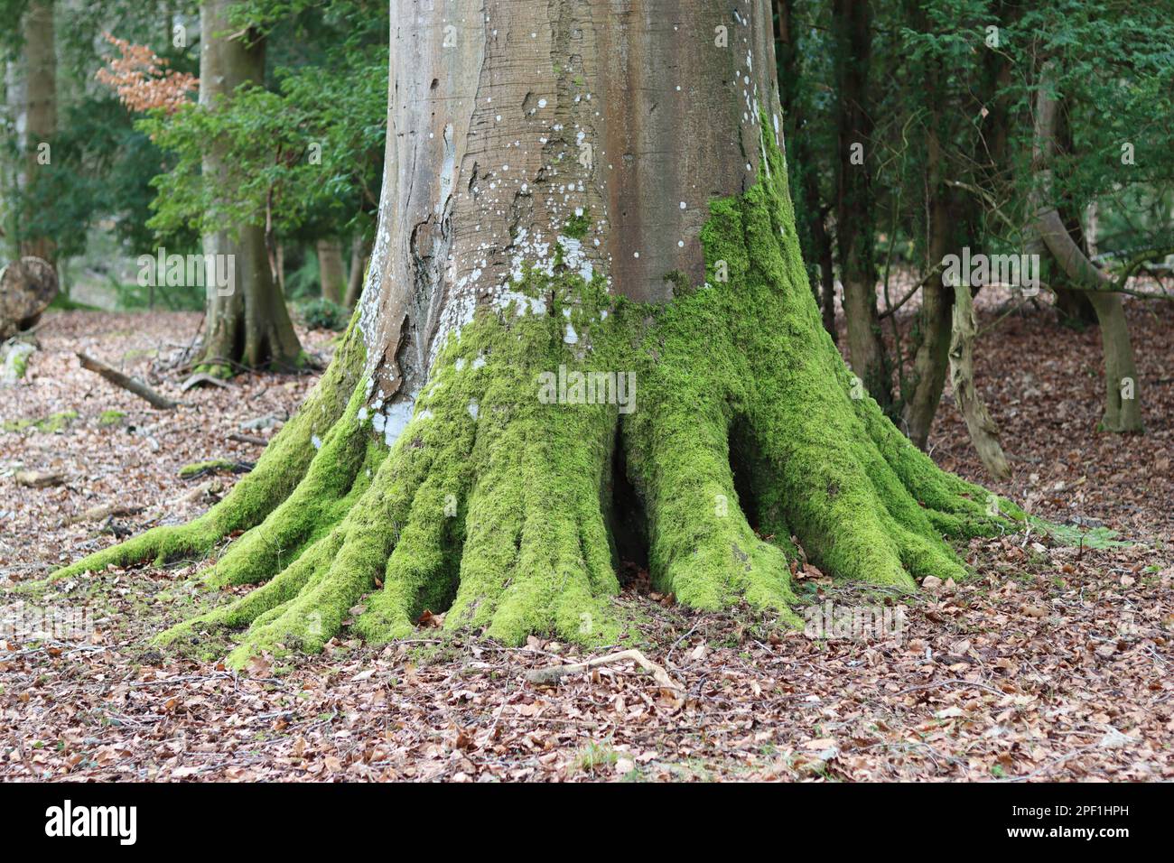 Huge ancient beech tree trunk covered in bright green moss Stock Photo