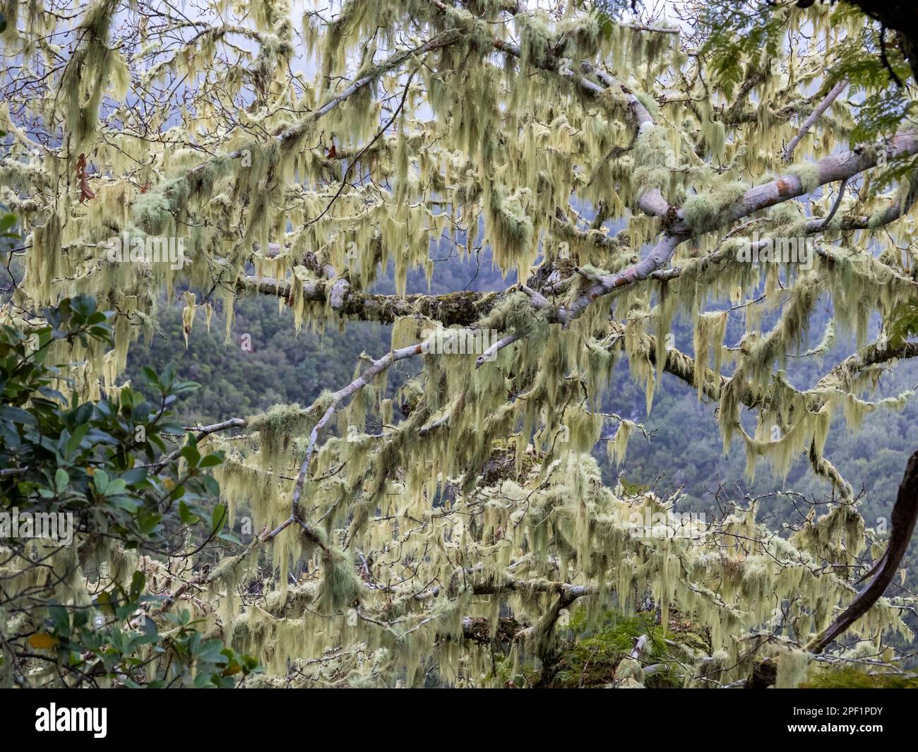 Filamentous lichen, Alectoria sarmentosa growing on trees in the Laurel forest on the highlands near Rabacal, Madeira. Stock Photo