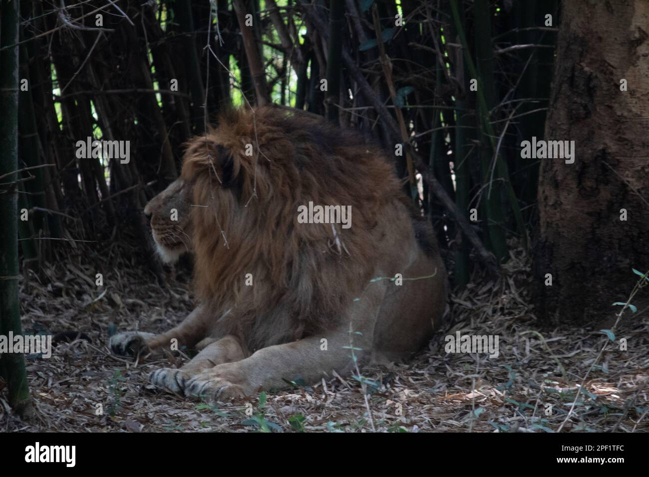 Indian lion at Bannerghatta national park Bangalore standing in the zoo. forest Wildlife sanctuaries in Karnataka India Stock Photo