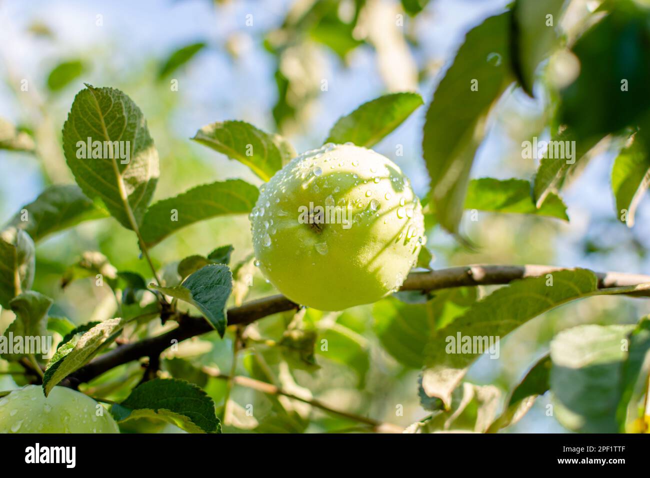 Apple Before Ripe Green ripe apple on a tree branch in raindrops. Garden before harvest ...