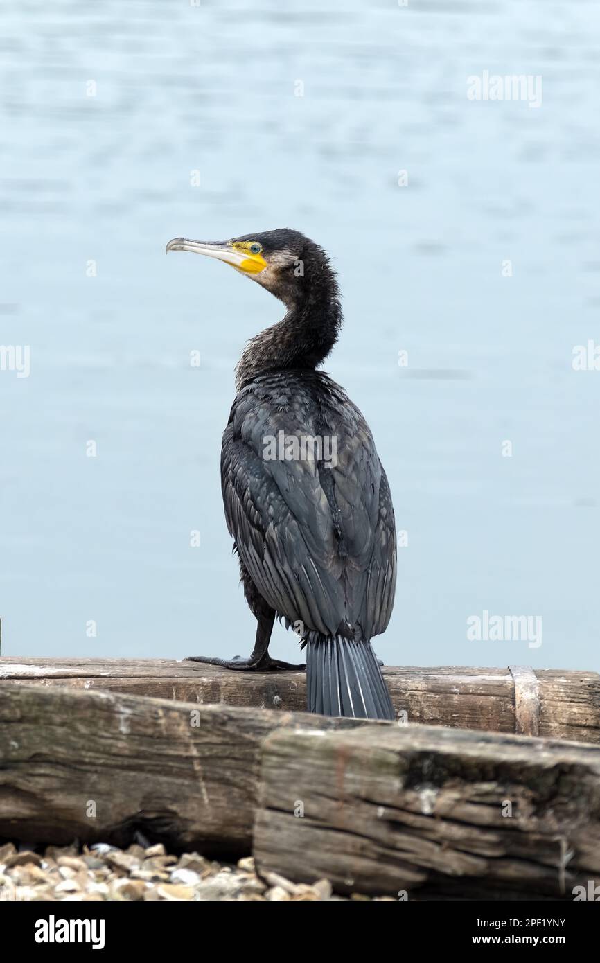 A close up shot of a Cormorant, Phalacrocoracidae. The  waterbird is resting at the waters edge with its wings folded and attentively looking around Stock Photo