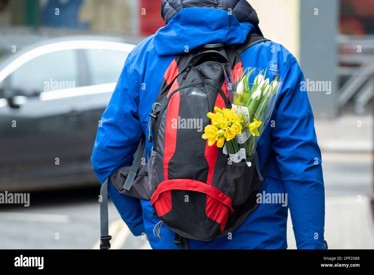 A man walking on a street with three recently purchased supermarket bouquets of flowers stowed onto the back of a rucksack he is carrying. Devon, UK Stock Photo
