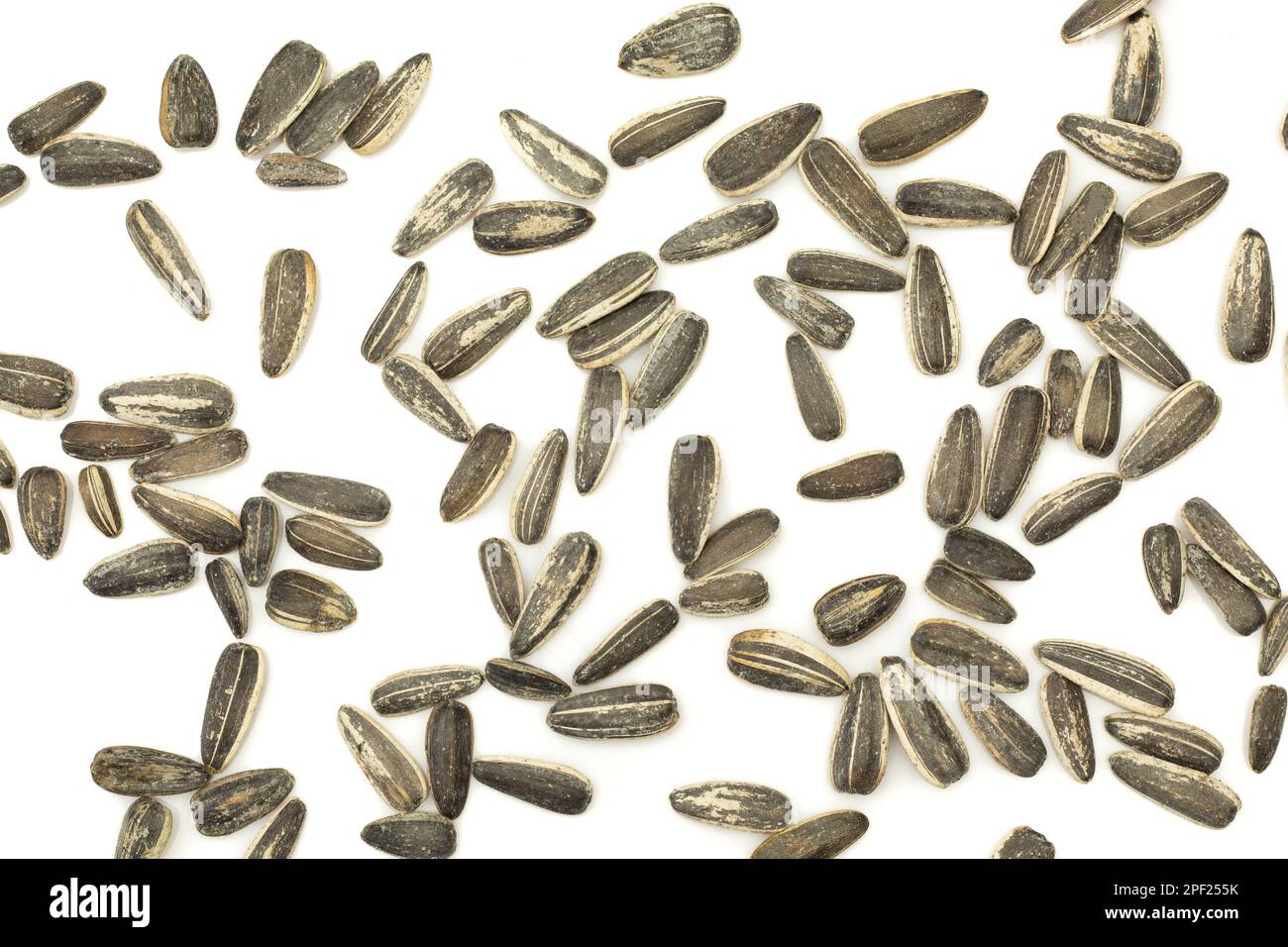 Sunflower seeds in shell spilled on white background. Wallpaper texture