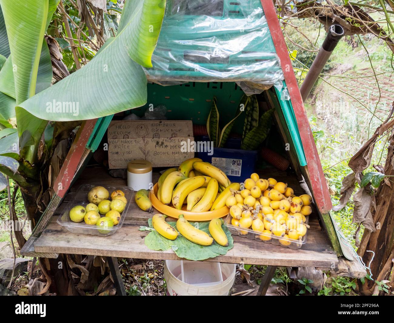 Loquat fruit and Bananas for sale on a house plot in Marocos, Madiera. Stock Photo