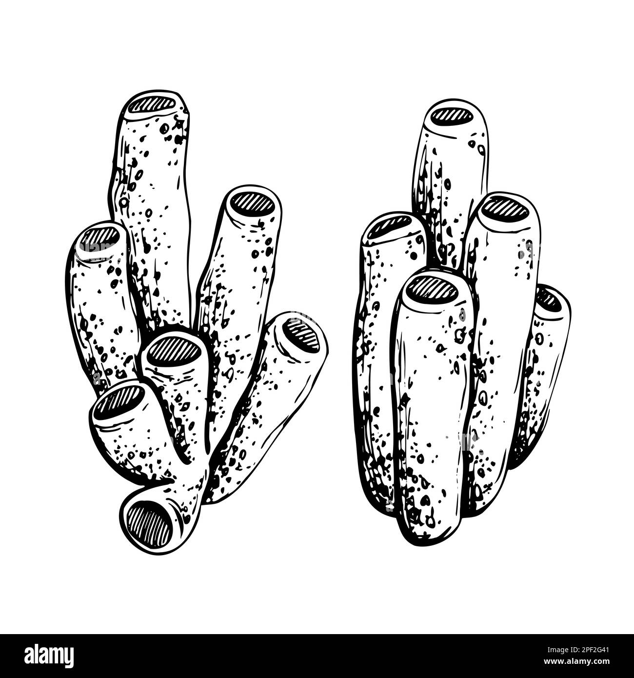 Marine sponges are tubular. Isolated object drawn by hand in graphic