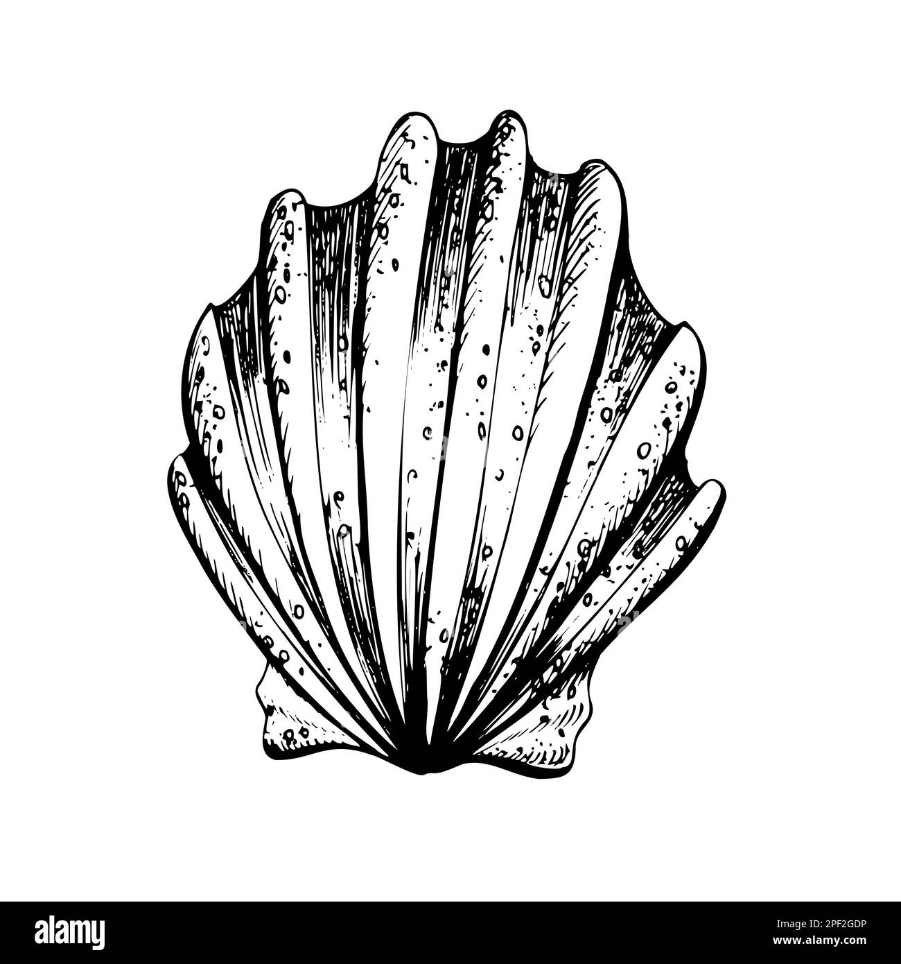 Seashell in the form of a fan. Isolated object drawn by hand in graphic technique. Vector illustration for beach, summer, nautical decoration and Stock Vector