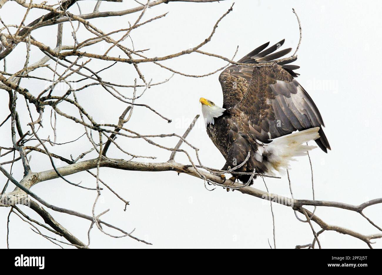 A mature American bald eagle stretches his wings on a tree in the