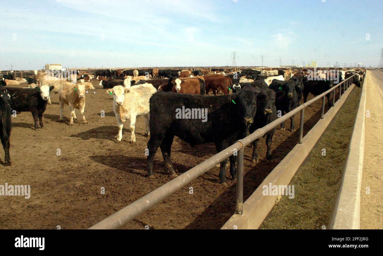Cattle wait to be sold Jan. 14, 2004, at Lubbock Feeders, a 40,000head