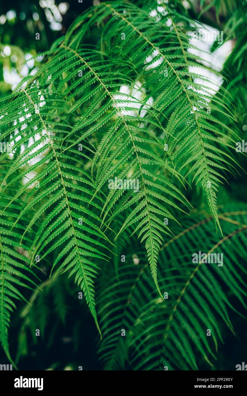 Perfect natural young fern leaves background. Stock Photo