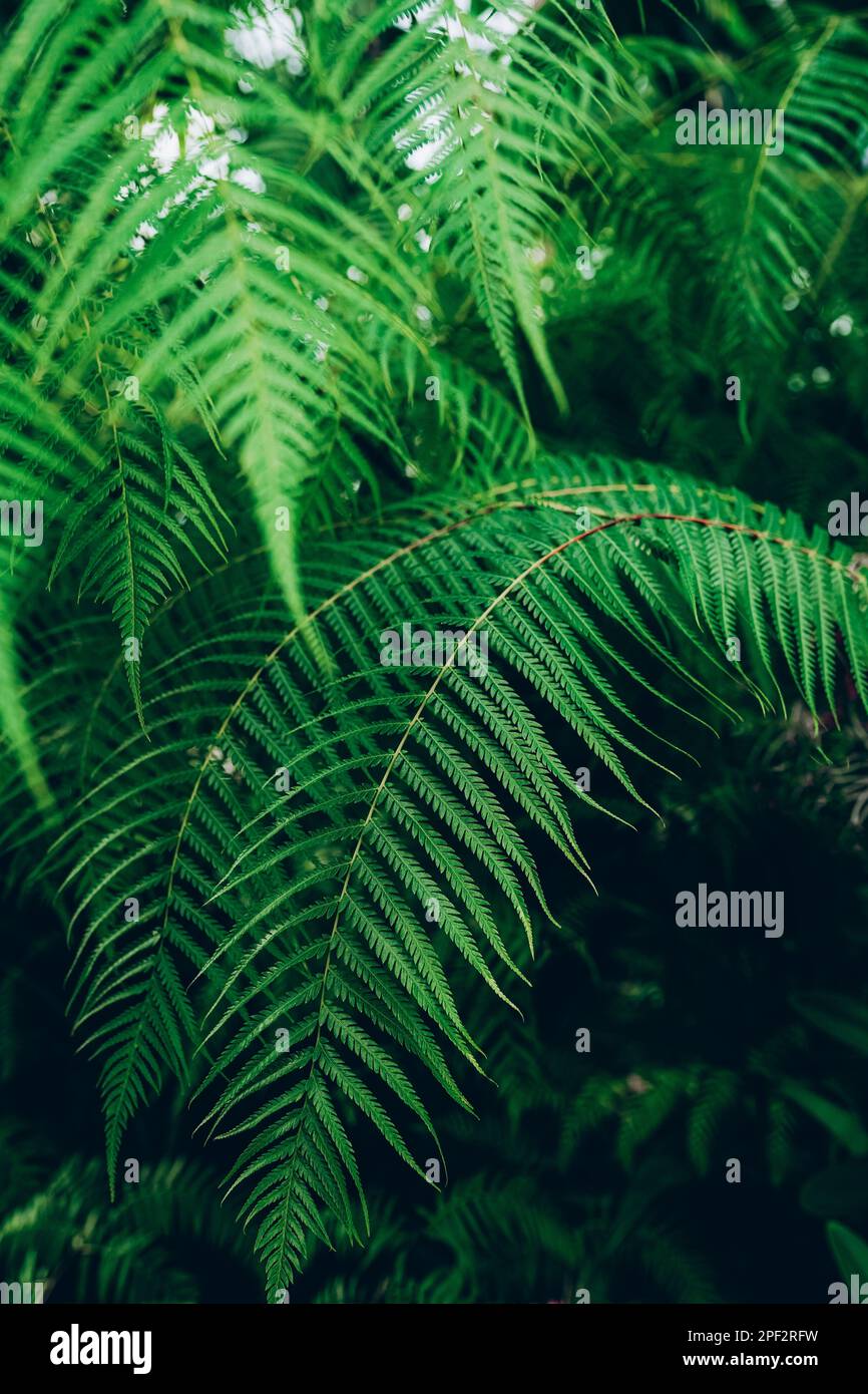 Perfect natural young fern leaves background. Stock Photo