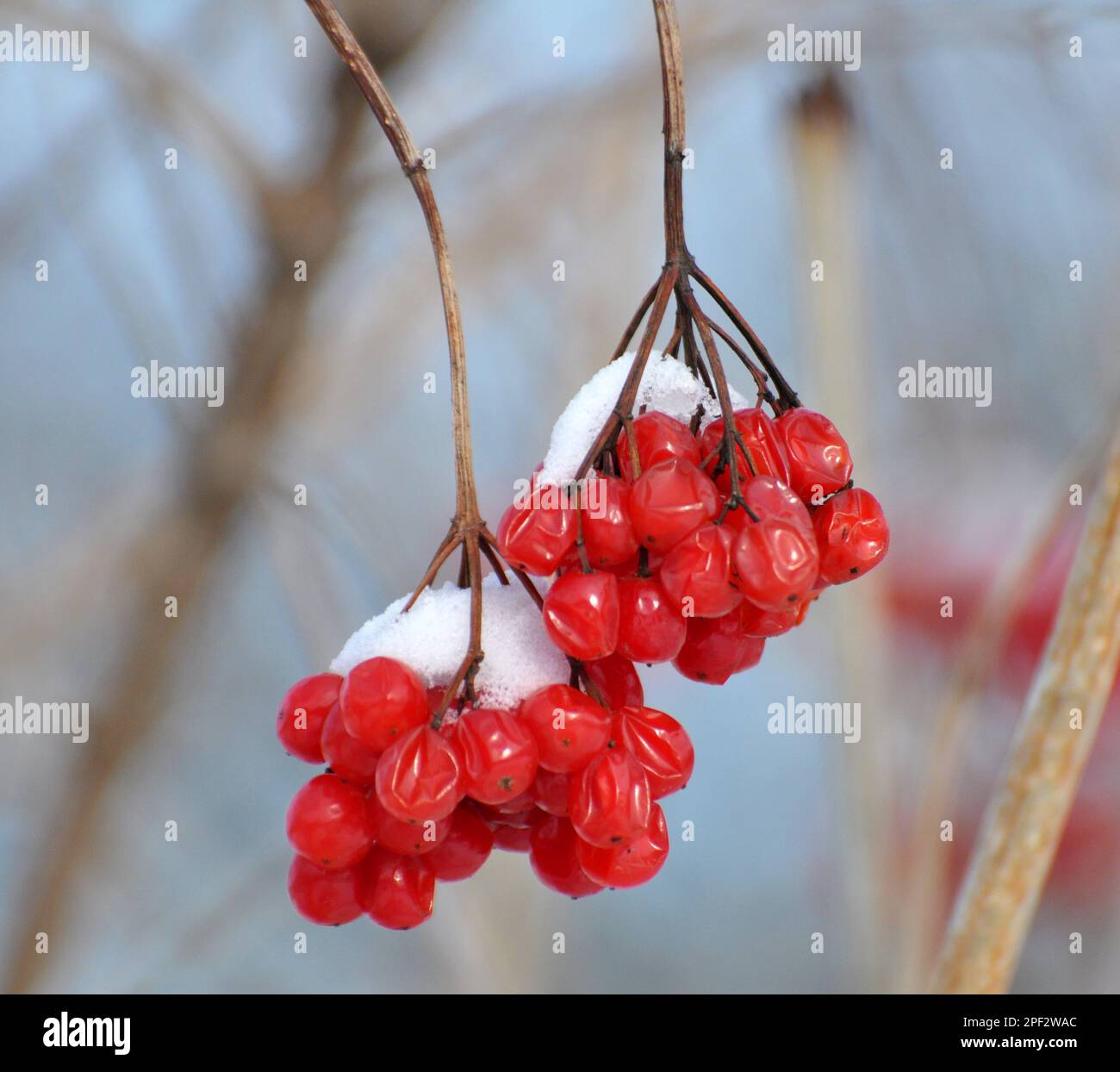 Red berry tree hi-res stock photography and images - Alamy