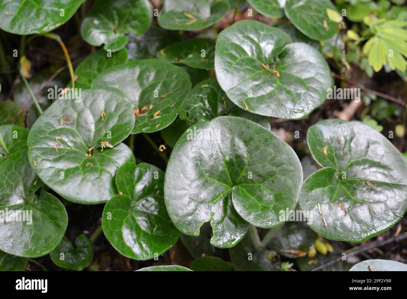 Asarum europaeum grows in the forest in the wild Stock Photo