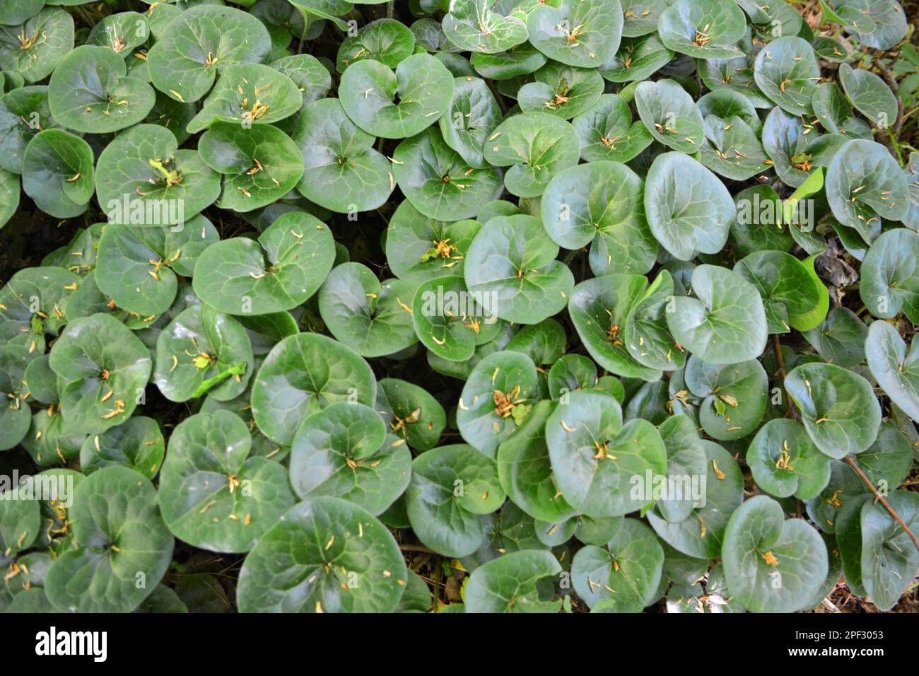 Asarum europaeum grows in the forest in the wild Stock Photo