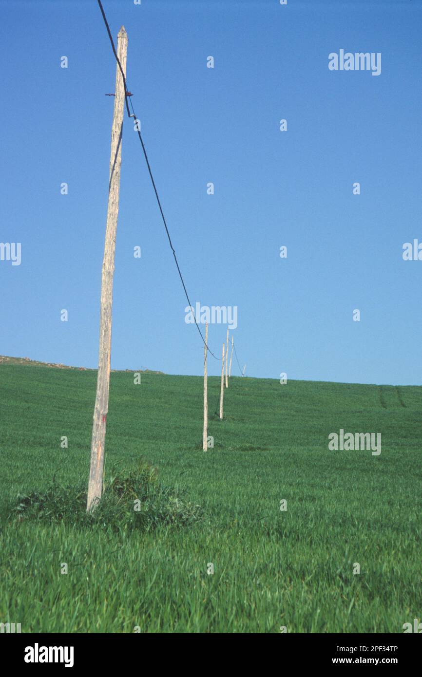 Pali di una Linea telefonica in un campo coltivato. Bunnari, Osilo, Sassari, Sardegna. Italia Phone line in a field. Sardinia. Italy Stock Photo