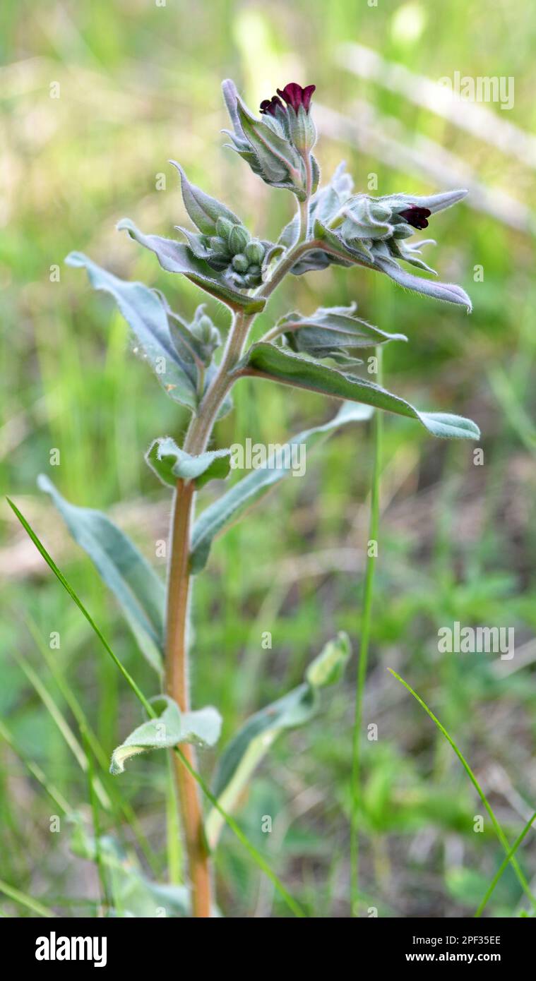 Among the herbs in the wild, nonea pulla blooms Stock Photo