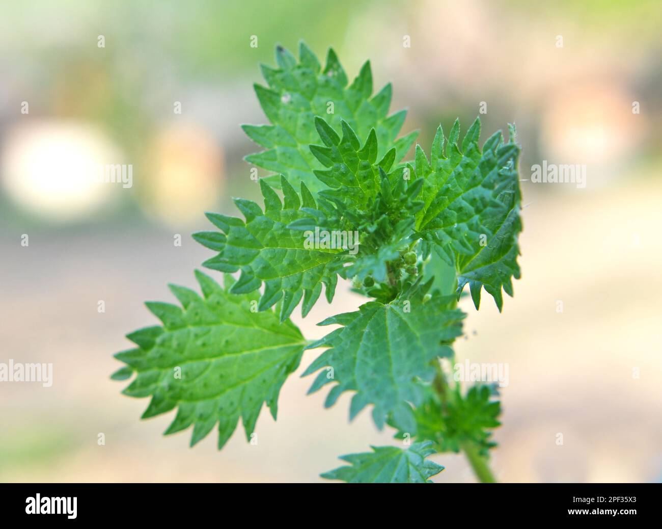 In the wild, stinging nettle grows (Urtica urens) Stock Photo