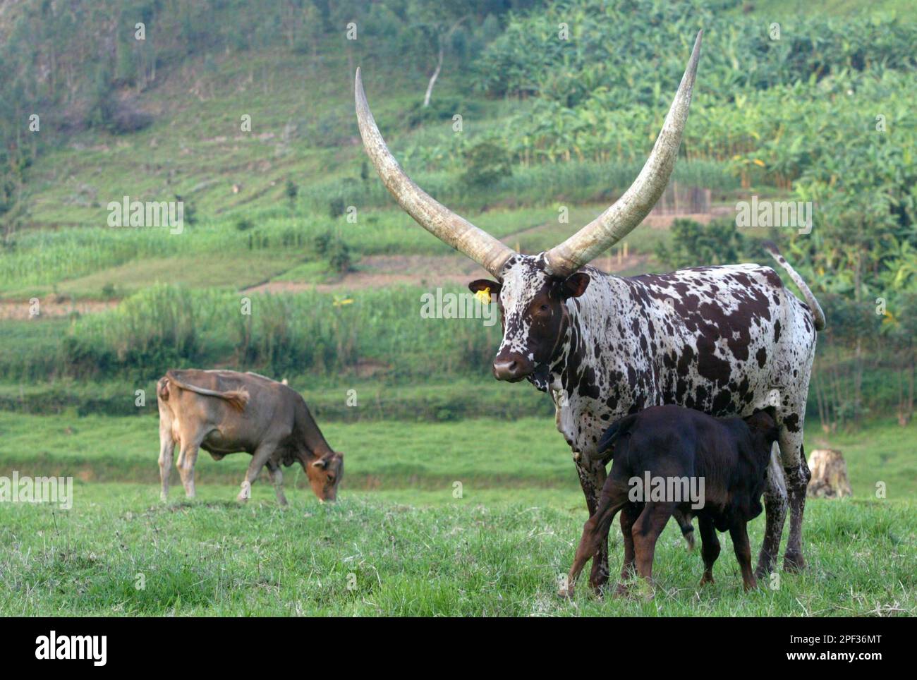 Traditional Rwandan cows graze near Byumba in Northern Rwanda, in this May 7, 2003 photo. Cows