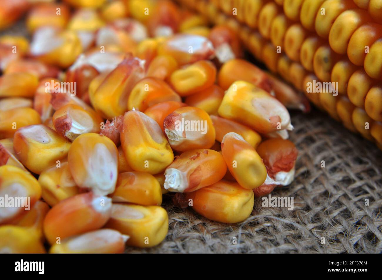 Close up of dry threshed corn grain Stock Photo Alamy