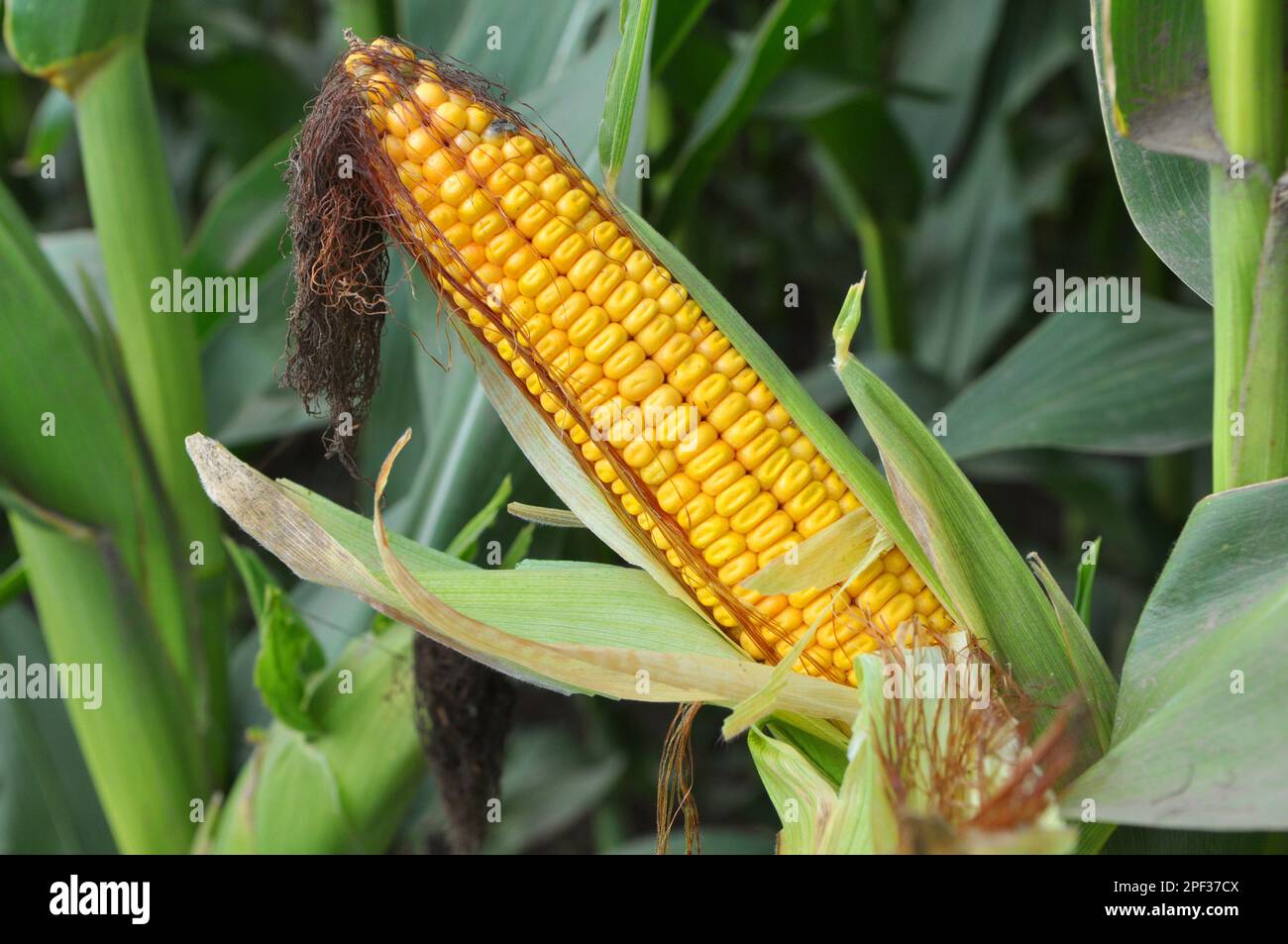 Cob of young corn of milk ripeness Stock Photo Alamy