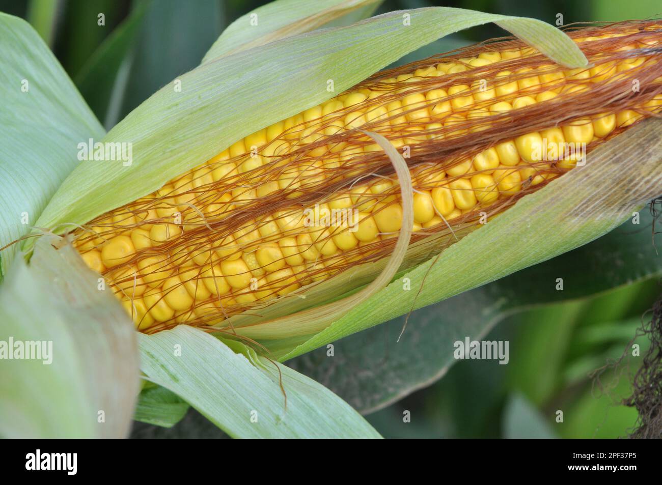 Cob of young corn of milk ripeness Stock Photo Alamy