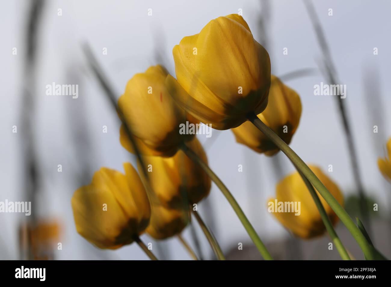 tulip easter flowers landscape  tulpe ostern blumen landschaft rmu Foto Stock Photo