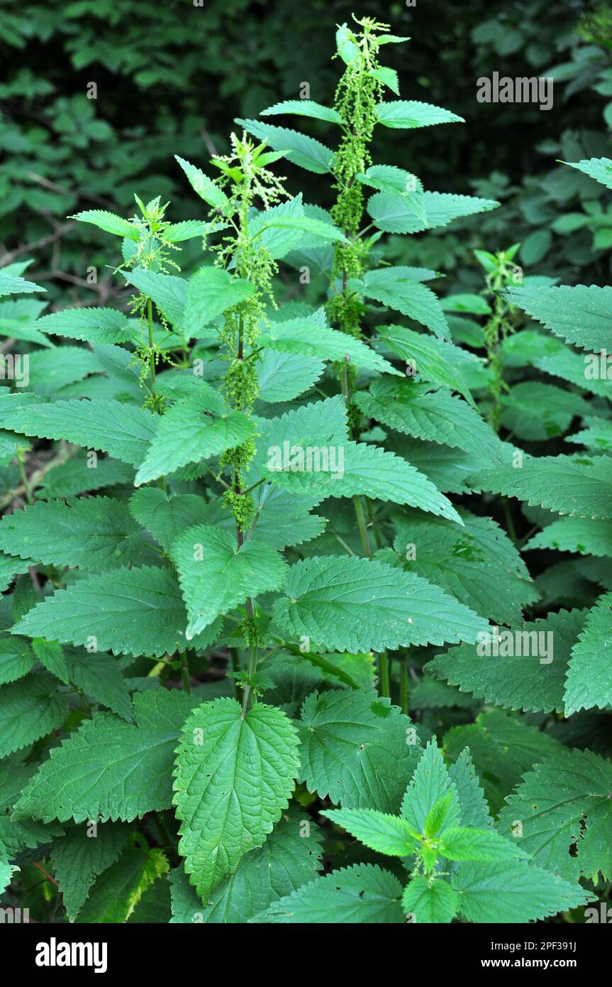 Dioecious nettle (Urtica dioica) grows in natural thickets Stock Photo