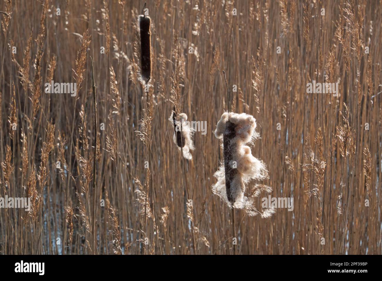 Ripe spikes of Common Bulrush, releasing fluffy achenes, in a reed field Stock Photo